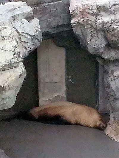 寝てるセイウチ 寝てるセイウチ