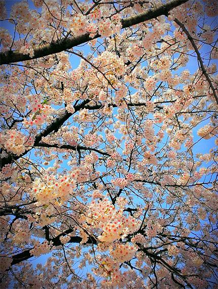上野公園桜