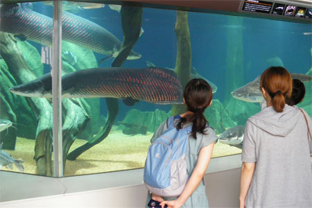 リニューアルオープン サンシャイン水族館 カロラータのstaff Blog