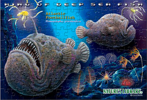 美しく光る深海生物 ー 深海に出会う カロラータのstaff Blog