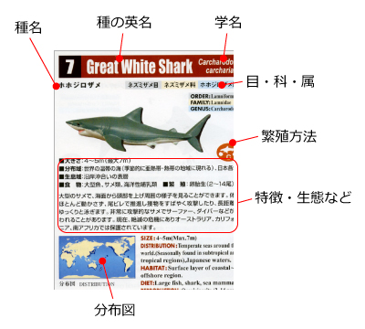 shark-book.jpg
